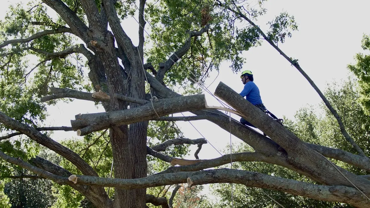 Professional Crown Thinning performed by certified arborists in Peterman